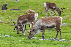Animal Behavior Prints: A small group of introduced reindeer (Rangifer tarandus) before eradication in Stromness Bay