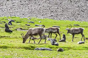 Animal Behavior Prints: A small group of introduced reindeer (Rangifer tarandus) before eradication in Stromness Bay
