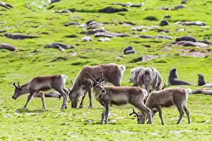 Animal Behavior Prints: A small group of introduced reindeer (Rangifer tarandus) before eradication in Stromness Bay