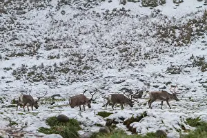 Georgia Prints: Small group of reindeer roam snowy landscape in Cumberland Bay