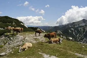 Julian Alps Prints: Small herd of Cows (Bos taurus) on alpine pastureland in the Julian Alps