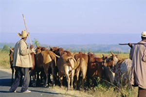 Herder Prints: Small herd of cows and their herders, Woolisso reigion, Shoa Province, Ethiopia