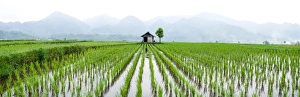 Sumatra Prints: Small hut in the middle of Padi field in Sumatra, Indonesia, Southeast Asia