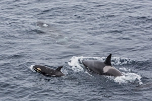 Baffin Island Prints: A small pod of around 12 curious killer whales (Orcinus orca)