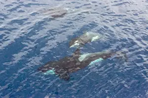 Nunavut Prints: A small pod of curious killer whales (Orcinus orca) off the Cumberland Peninsula