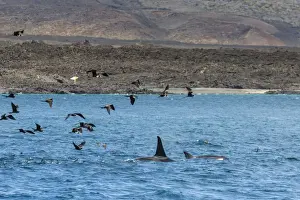 Dorsal Fin Prints: A small pod of four or five killer whales (Orcinus orca)
