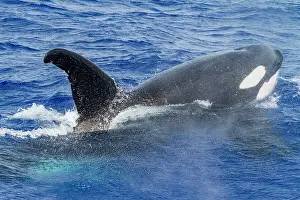 Nature Lovers Prints: A small pod of killer whales (Orcinus orca) off Ascension Island in the Tropical Atlantic Ocean