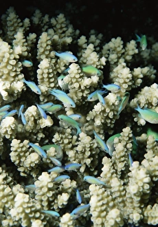 Swim Prints: Small reef fish in coral, off Sharm el-Sheikh, Sinai, Red Sea, Egypt, North Africa
