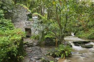 Creek Prints: Small stream flows by stone ruin in summer woodland near Boscastle in Cornwall