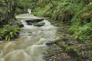 Ripples Prints: Small stream flows through summer woodland in Rocky Valley near Boscastle in Cornwall