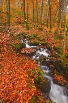 A small stream running through Charles Wood, Dartmoor National Park, Devon, England, United Kingdom, Europe