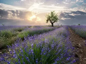 Lavender Prints: A small tree at the end of a lavender line in a field at sunset with clouds in the sky