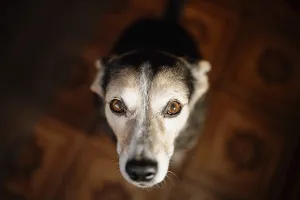 Uninhabited Prints: Smart kind dog sincerely looks at the camera at home