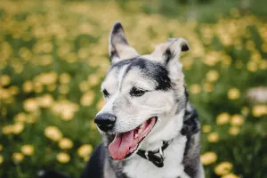 smiling dog amid vibrant field yellow dandelions