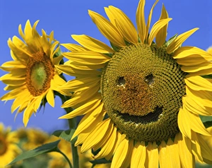 Humor Prints: Smiling sunflower