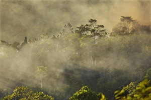 Hazy Prints: Smoke from a fire drifts across rainforest, near San Juan, Siquijor, Philippines
