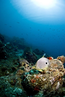 Images Dated 6th March 2008: Smooth trunkfish (Lactophrys triqueter), and foureye butterflyfish (Chaetodon capistratus), St