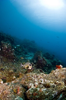 Images Dated 6th March 2008: Smooth trunkfish (Lactophrys triqueter) and reef scene, St. Lucia, West Indies, Caribbean