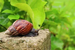 Northern Prints: Snail crawls on stone near Ba Be Lake in Bac Kan province during a sunny day in Northern Vietnam
