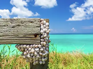 Fence Prints: Snail shells on a fence by the sea in Bermuda