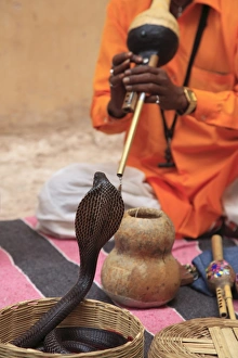 Images Dated 8th April 2010: Snake Charmer, Rajasthan, India, Asia
