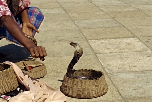 Colombo Prints: Snake charmer on the waterfront