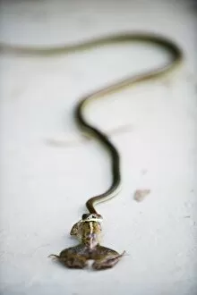 Images Dated 16th October 2009: Snake eating a frog, Sungai Kinabatangan River, Sabah, Borneo, Malaysia