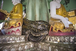 Snake Temple (Mwe Paya) between Dalah and Twante, across the river from Yangon, Myanmar (Burma)