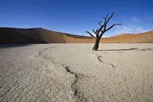 Snaking line in the earth, Dead Vlei, Sossusvlei, Namib-Naukluft Park, Namib Desert