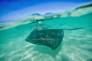 Undersea Prints: Snap on the water at Stingray City, a reserve hosting tens of stingray circling in