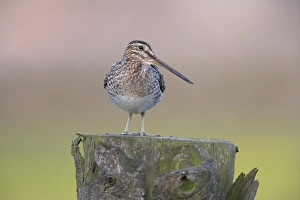 County Durham Prints: Snipe (Gallinago gallinago), Teesdale, County Durham, England, United Kingdom, Europe