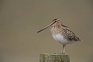 Snipe (Gallinago gallinago), Upper Teesdale, County Durham, England, United Kingdom Snipe (Gallinago gallinago), Upper Teesdale, County Durham, England, United Kingdom
