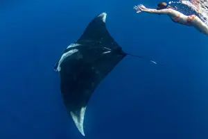 Puerto Princesa Prints: Snorkeller with oceanic manta ray (Manta birostris) feeding near the surface, Honda Bay