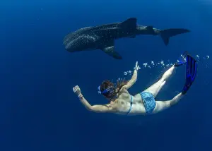 Diving Flippers Prints: Snorkeller swimming with a juvenile whale shark (Rhincodon typus) in Honda Bay, Palawan