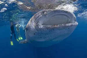 Diving Flippers Prints: Snorkellers with a juvenile whale shark (Rhincodon typus) feeding at the suface in