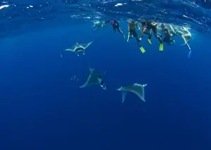 Diving Flippers Prints: Snorkellers observing spinetail devil rays (Mobula mobular) engaged in sexual courtship