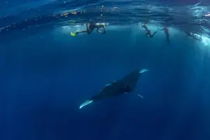 4 People Prints: Snorkellers with an oceanic manta ray (Manta birostris) feeding near the surface