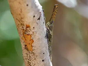 Entomology Prints: Snout bug blends into tree bark in Isalo National Park, Madagascar during daytime