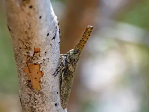 Entomology Prints: Snout bug blends into tree bark in Isalo National Park during daylight hours in Madagascar