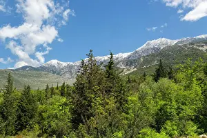 Capture Prints: Snow capped peak of Mount Cika viewed through hillside forest trees