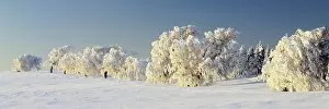 Images Dated 12th February 2010: Snow-covered beech trees, Schauinsland Mountain, Black Forest, Baden Wurttemberg, Germany, Europe