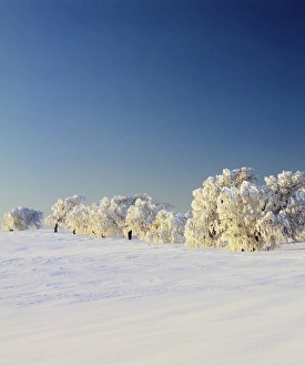 Covered Prints: Snow-covered birch trees, Schauinsland Mountain