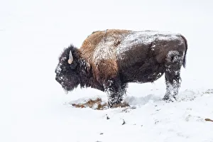 Snow covered bison (Bison bison), Yellowstone National Park, UNESCO World Heritage Site
