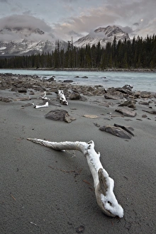 Stony Prints: Snow-covered driftwood along the Athabasca River
