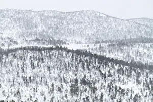 Pine Tree Prints: Snow covered hills and mountains covered in pine forest
