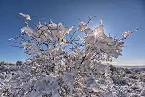Wonderland Prints: Snow covered landscape, Chino Valley, Arizona, USA