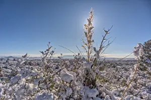 Snowflakes Prints: Snow covered landscape, Chino Valley, Arizona, USA