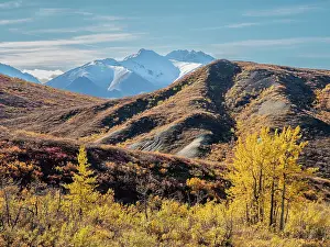 Shrub Prints: Snow covered mountains and fall color change amongst the shrubs and trees