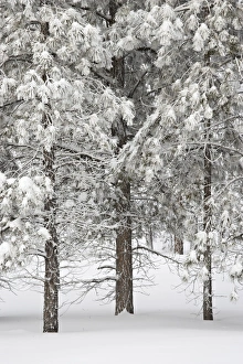 Bryce Canyon Prints: Snow-covered pine trees