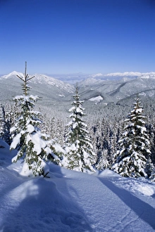 Slovakian Prints: Snow covered pines in the Demanovska Valley